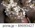 桜 89093427