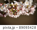 桜 89093428