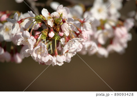 桜 桜 89093428
