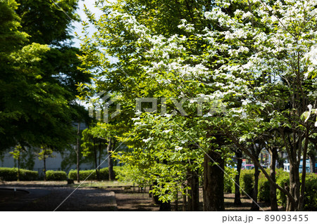 東京都瑞穂町 みずほエコパーク ハナミズキの花 東京都瑞穂町 みずほエコパーク ハナミズキの花 89093455