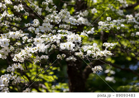 東京都瑞穂町 みずほエコパーク ハナミズキの花 東京都瑞穂町 みずほエコパーク ハナミズキの花 89093483