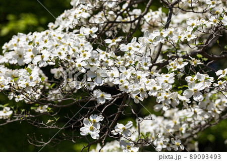 東京都瑞穂町　みずほエコパーク　ハナミズキの花 89093493