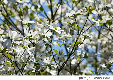 東京都瑞穂町 みずほエコパーク ハナミズキの花 東京都瑞穂町 みずほエコパーク ハナミズキの花 89093508