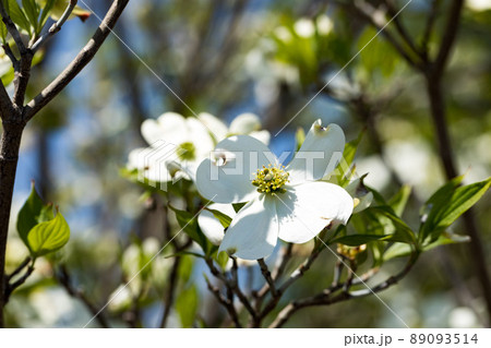 東京都瑞穂町　みずほエコパーク　ハナミズキの花 89093514