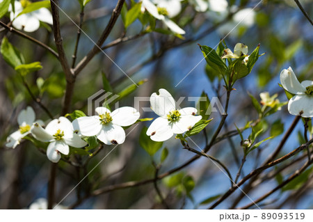 東京都瑞穂町 みずほエコパーク ハナミズキの花 東京都瑞穂町 みずほエコパーク ハナミズキの花 89093519