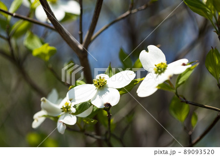 東京都瑞穂町　みずほエコパーク　ハナミズキの花 89093520