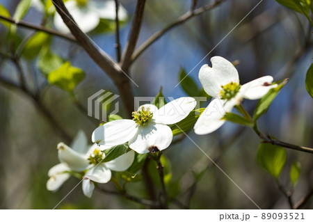 東京都瑞穂町　みずほエコパーク　ハナミズキの花 89093521