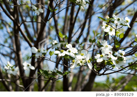 東京都瑞穂町　みずほエコパーク　ハナミズキの花 89093529