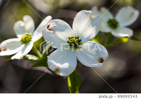 東京都瑞穂町　みずほエコパーク　ハナミズキの花 89093543