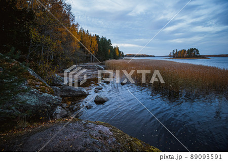Island in Monrepo Mon Repos park. Pampas grass. Autumn landscape. Vyborg 89093591