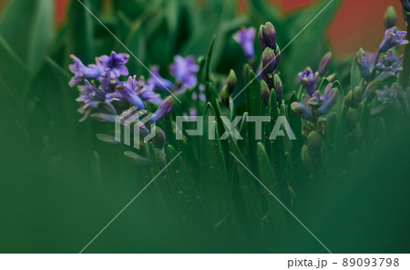Blooming blue hyacinth in the garden on a summer sunny afternoon, selective focus Blooming blue hyacinth in the garden on a summer sunny afternoon, selective focus 89093798