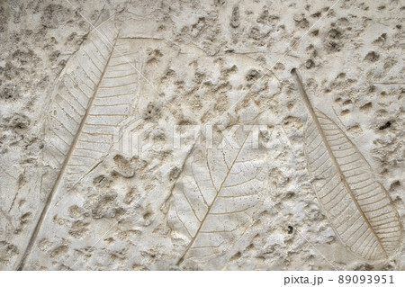 Concrete floors with designs of leaves. 89093951