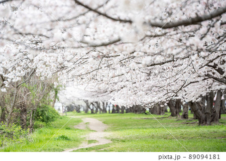 【武庫川河川敷公園】公園の桜並木 89094181