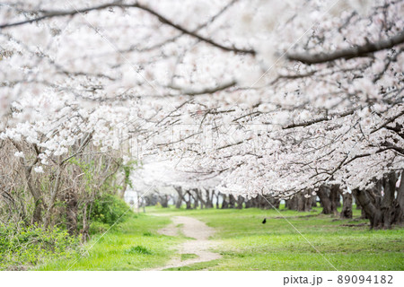 【武庫川河川敷公園】公園の桜並木 89094182