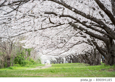 【武庫川河川敷公園】公園の桜並木 89094185