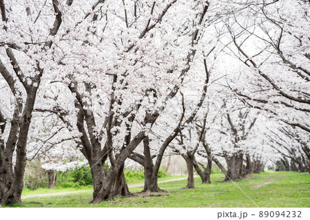 【武庫川河川敷公園】公園の桜並木 89094232