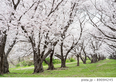 【武庫川河川敷公園】公園の桜並木 89094245