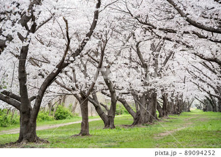 【武庫川河川敷公園】公園の桜並木 89094252