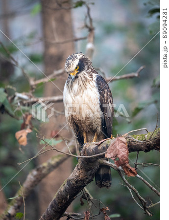 Serpent Eagle Perched in the Jungel Serpent Eagle Perched in the Jungel 89094281