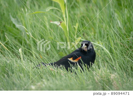 Redwing Blackbird Eating Grub 89094471