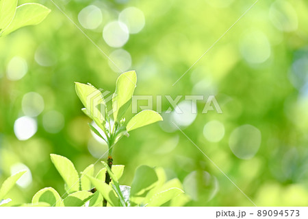 エコロジーイメージ 89094573