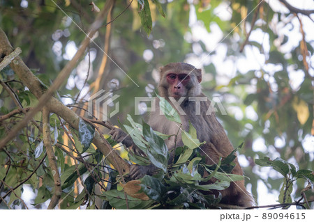 A macaque monkey sitting in a tree 89094615