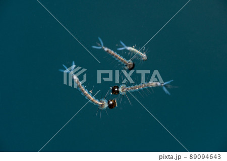 Mosquito Larva Macro Shot 89094643