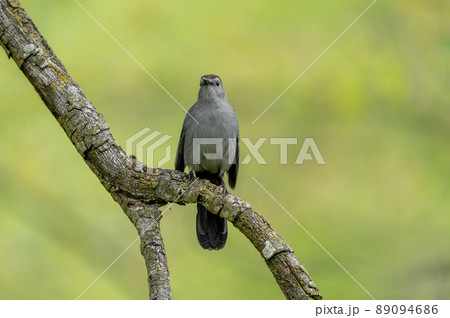 Gray Catbird Perched on Branch 89094686