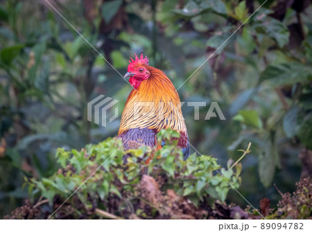 Jungle Fowl in the jungle Jungle Fowl in the jungle 89094782