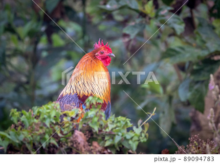 Jungle Fowl in the jungle Jungle Fowl in the jungle 89094783