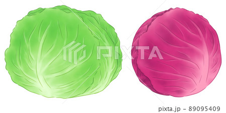 キャベツまるごと1個と 紫キャベツまるごと1個のイラスト素材