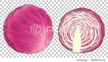 紫キャベツまるごと1個と半分（線1色） 89095410