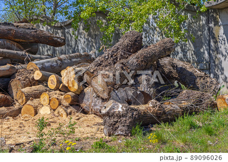 Tree Trunks Lumber 89096026