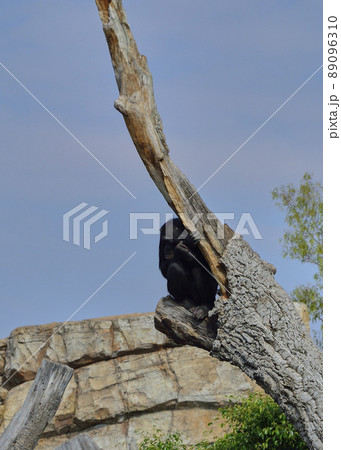 Sad chimpanzee on top of an old log 89096310