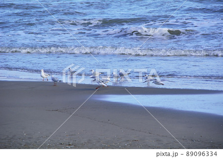 Several seagulls on the beach on a summer day Several seagulls on the beach on a summer day 89096334