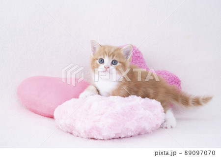ピンクのハートのクッションとスコティシュフォールドの仔猫 89097070