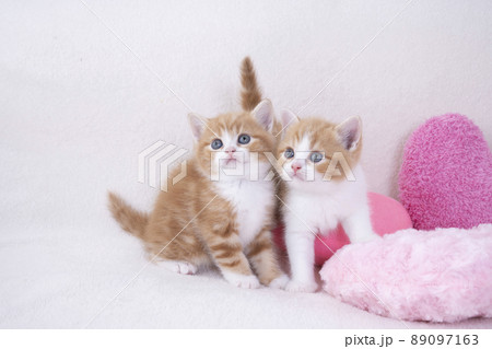 ピンクのハートのクッションと2匹のスコティシュフォールドの仔猫 89097163