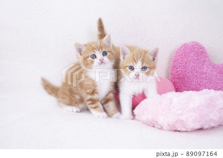 ピンクのハートのクッションと2匹のスコティシュフォールドの仔猫 89097164