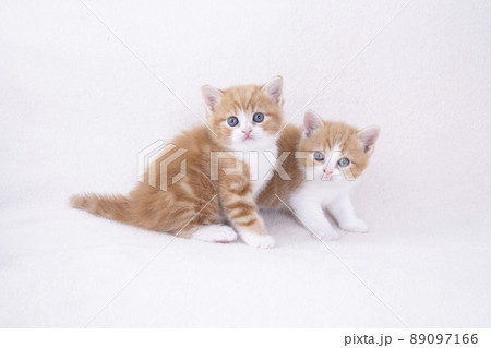 2匹のスコティシュフォールドの仔猫 89097166