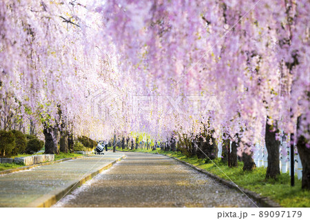 福島県　日中線しだれ桜並木 89097179
