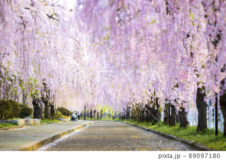 福島県 日中線しだれ桜並木 福島県 日中線しだれ桜並木 89097180