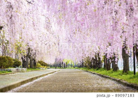 福島県 日中線しだれ桜並木 福島県 日中線しだれ桜並木 89097183