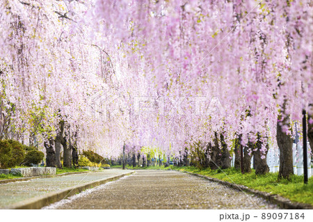 福島県　日中線しだれ桜並木 89097184