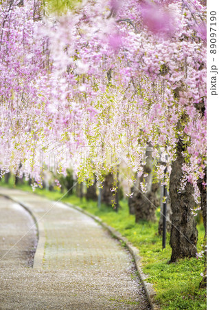 福島県　日中線しだれ桜並木 89097190