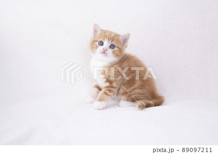 白バックとスコティシュフォールドの仔猫 89097211