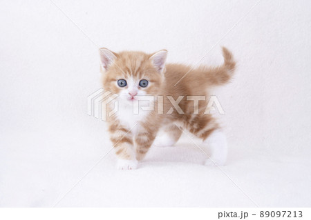 白バックとカメラ目線のスコティシュフォールドの仔猫 89097213