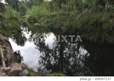 Calm water river through lush vegetation 89097237