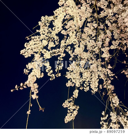 桜 夜 花見 桜 夜 花見 89097259