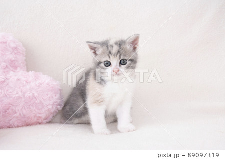 ピンクのハートのクッションとカメラ目線のスコティシュフォールドの仔猫 ピンクのハートのクッションとカメラ目線のスコティシュフォールドの仔猫 89097319
