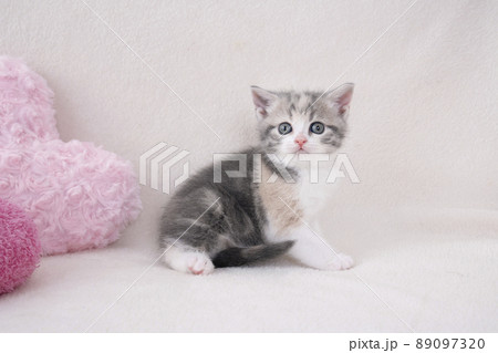 ピンクのハートのクッションとスコティシュフォールドの仔猫 89097320